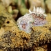 nudibranch_mm_v_0705_png0143.jpg